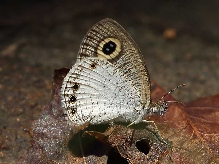 Ypthima ceylonica (White Four-ring).JPG